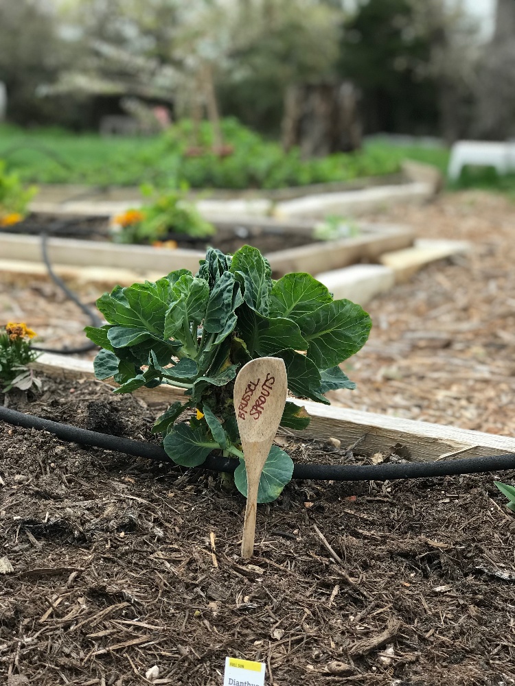 Organic vegetables grown in the OHI garden at our holistic healing centers.